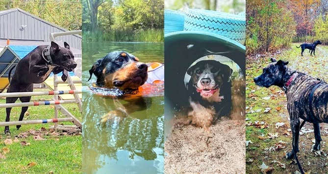 Rescue Day on the Acres